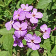 Portraitfoto Hesperis matronalis