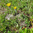 Habitusfoto Hieracium alpinum