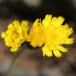 Blütenfoto Hieracium angustifolium