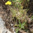 Habitusfoto Hieracium angustifolium