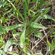 Blätterfoto Hieracium angustifolium