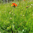 Habitusfoto Hieracium aurantiacum