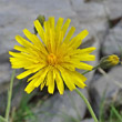 Blütenfoto Hieracium bifidum