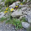 Habitusfoto Hieracium bifidum