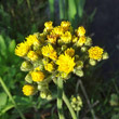 Portraitfoto Hieracium caespitosum