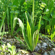 Blätterfoto Hieracium caespitosum