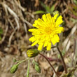 Portraitfoto Hieracium glaucinum