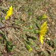 Blütenfoto Hieracium glaucinum