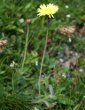 Habitusfoto Hieracium hoppeanum