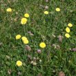 Foto von Besonderheit Hieracium hoppeanum