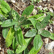 Foto Grundlätter Hieracium hoppeanum