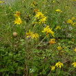 Habitusfoto Hieracium lachenalii