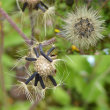 Fruchtfoto Hieracium lachenalii