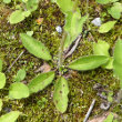 Blätterfoto Hieracium lachenalii