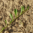 Foto von Besonderheit Hieracium lactucella