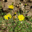 Portraitfoto Hieracium laevigatum