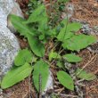 Blätterfoto Hieracium murorum