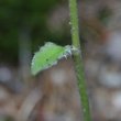 Stängel-/Stammfoto Hieracium murorum