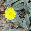 Portraitfoto Hieracium peletierianum