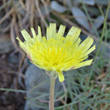 Bl&uuml;tenfoto Hieracium peletierianum