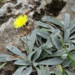 Habitusfoto Hieracium peletierianum
