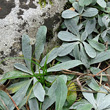 Blätterfoto Hieracium peletierianum