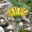 Foto von Besonderheit Hieracium peletierianum