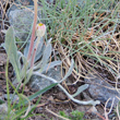 Foto von Besonderheit Hieracium peletierianum