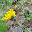 Portraitfoto Hieracium pilosum