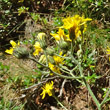 Blütenfoto Hieracium prenanthoides