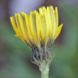 Blütenfoto Hieracium staticifolium