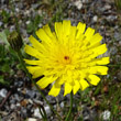 Portraitfoto Hieracium staticifolium