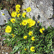 Habitusfoto Hieracium staticifolium