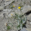 Habitusfoto Hieracium tomentosum