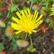 Portraitfoto Hieracium umbellatum