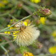 Fruchtfoto Hieracium umbellatum