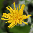 Portraitfoto Hieracium villosum