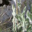 St&auml;ngel-/Stammfoto Hieracium villosum