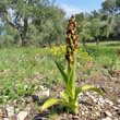 Portraitfoto Himantoglossum robertianum