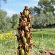 Fruchtfoto Himantoglossum robertianum