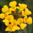 Portraitfoto Hippocrepis comosa