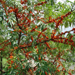 Portraitfoto Hippophae rhamnoides