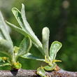 Blütenfoto Hippophae rhamnoides