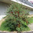 Habitusfoto Hippophae rhamnoides