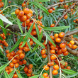 Fruchtfoto Hippophae rhamnoides