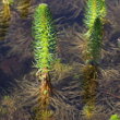 Portraitfoto Hippuris vulgaris