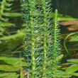 Blütenfoto Hippuris vulgaris