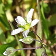 Portraitfoto Holosteum umbellatum