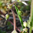 Stängel-/Stammfoto Holosteum umbellatum