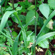 Foto von Besonderheit Hordelymus europaeus